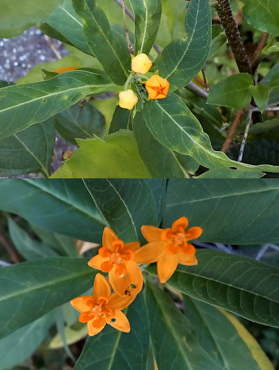 [Two photos spliced together. On the top a section of plant with three buds. The two yellowish buds are completely closed while the one orangish bud is just starting to open creating a star shape as the tips of the petals pull away from the top. The image on the bottom are three blooms fully open. They are all the same orange color with five pointed-tip petals fully away from the centers which consist of what appears to be a separate flower of five round-edge petals. In the center of the inner petals are short orange stamen which curl toward the petals. Both the upper and lower plants have long slender dark green leaves.]